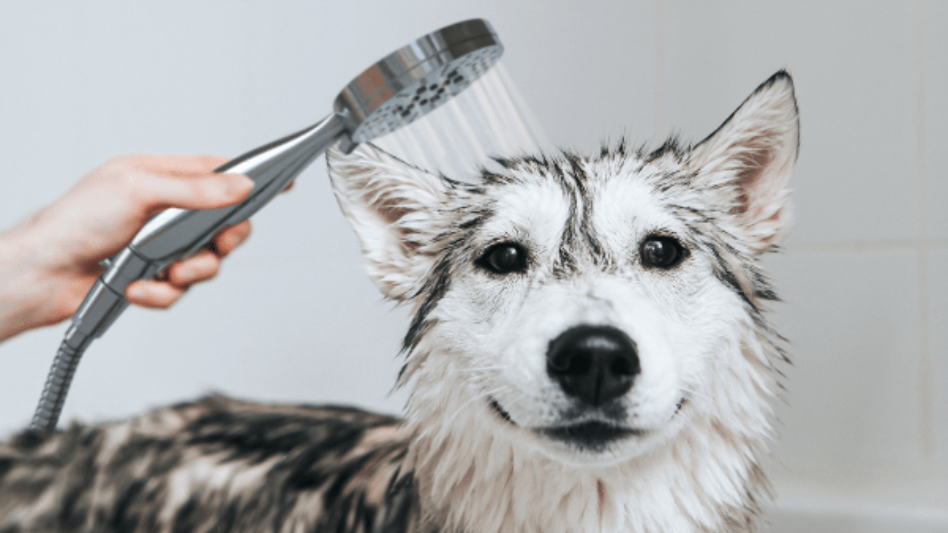 How to Choose the Best Dog Shower Attachment