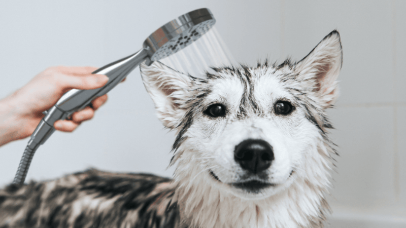 How to Choose the Best Dog Shower Attachment