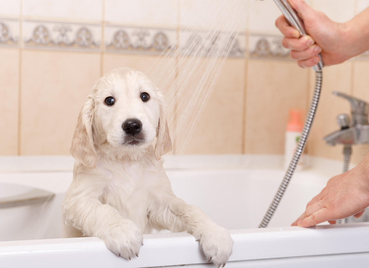 How to make bathing your pet at home easier with a dog shower head the shower head store